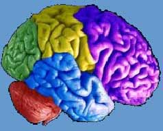 Brain